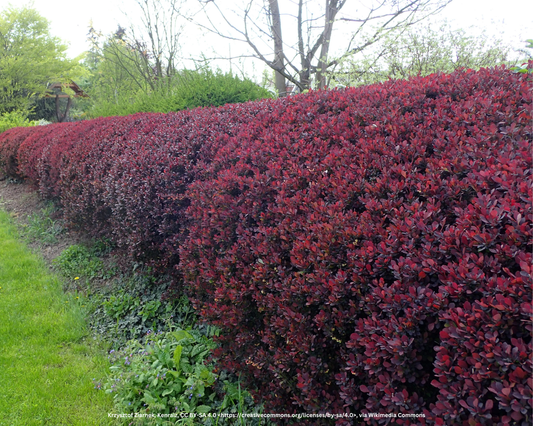 Blut-Berberitze, Rote Heckenberberitze – Berberis thunbergii 'Atropurpurea'