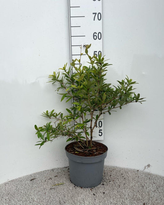 Julianas Berberitze, Wintersgrüne Barberry – Berberis julianae C.K. Schneid.