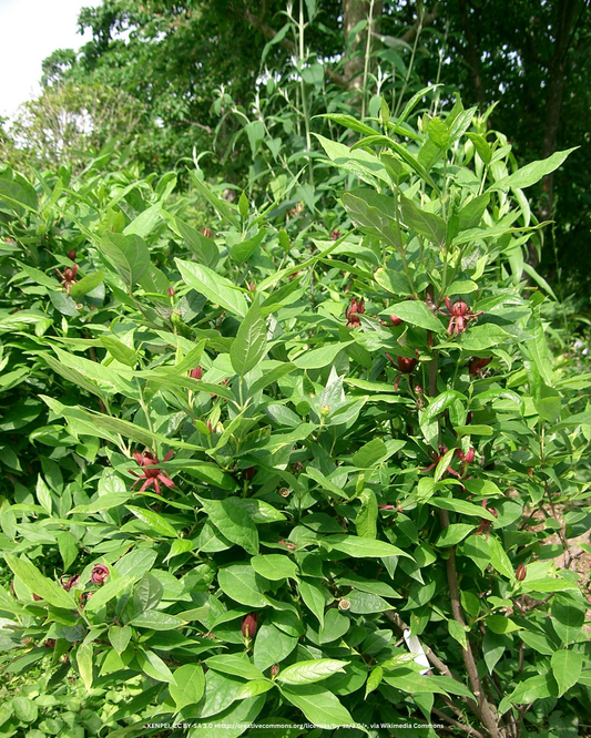 Erdbeergewürzstrauch – Calycanthus floridus