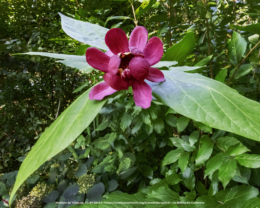 Erdbeergewürzstrauch – Calycanthus floridus