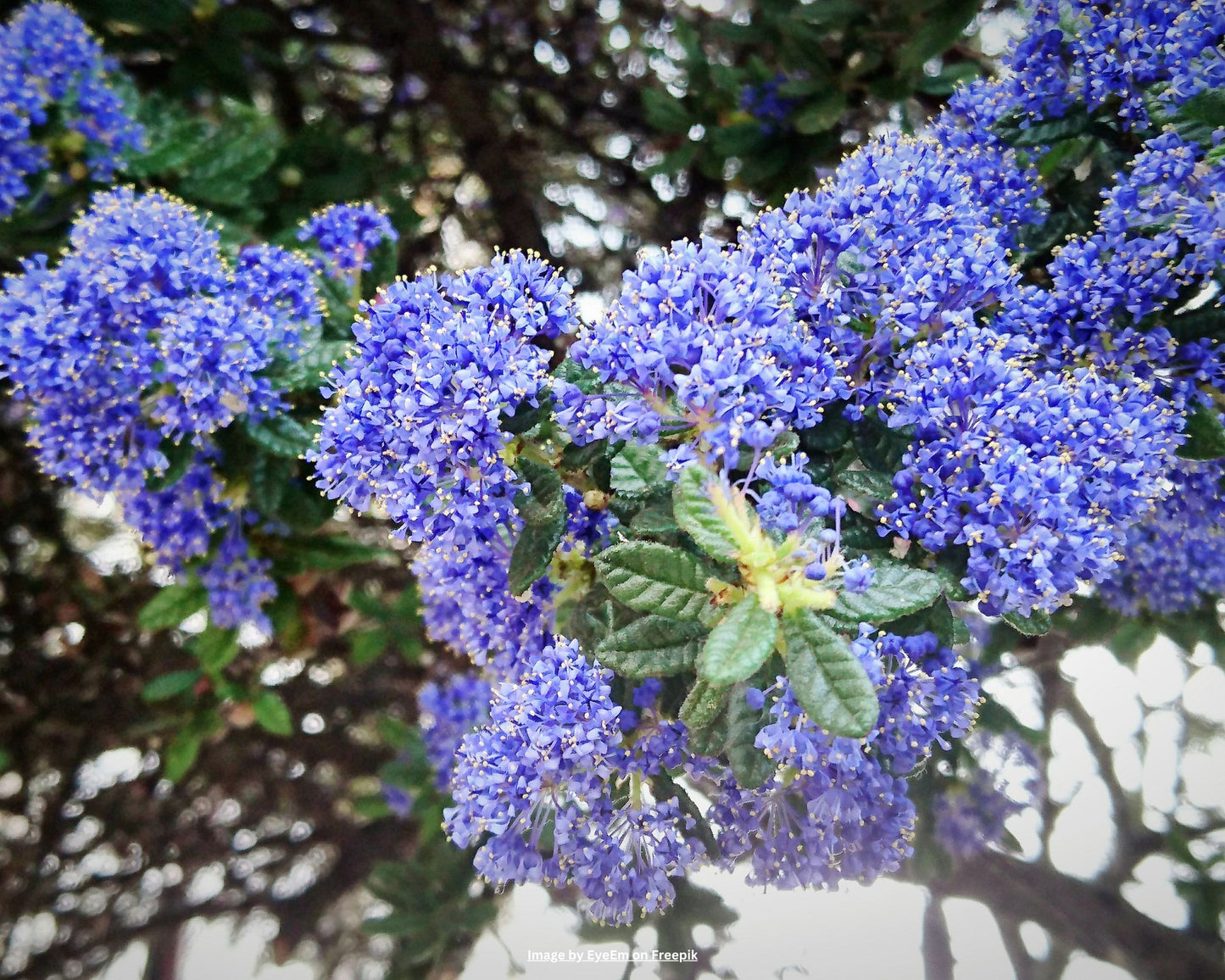 Säckelblume, Kalifornischer Flieder – Ceanothus impressus 'Victoria'