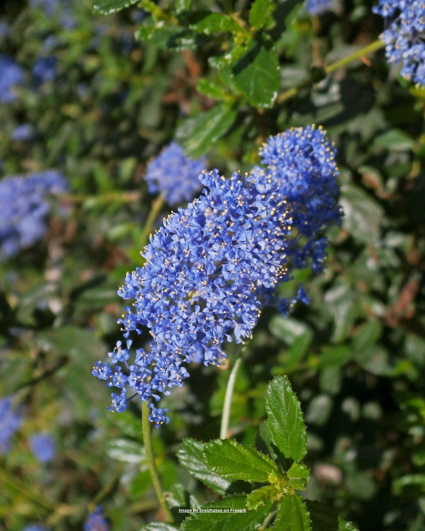 Säckelblume, Kalifornischer Flieder – Ceanothus impressus 'Victoria'