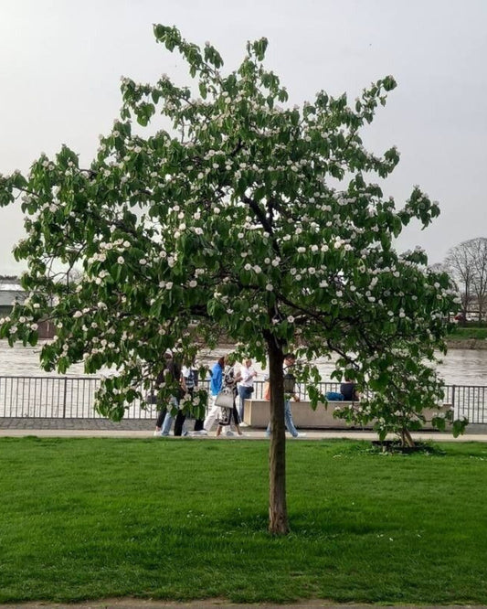 Quittenbaum – Cydonia oblonga 'Vranja'