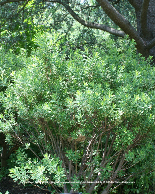 Maienseidelbast – Daphne × burkwoodii 'Somerset'