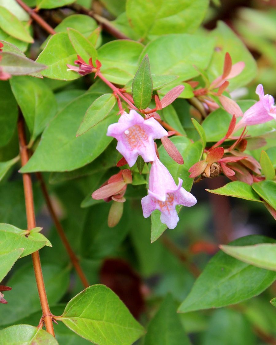 Abelie – Abelia × grandiflora 'Edward Goucher'