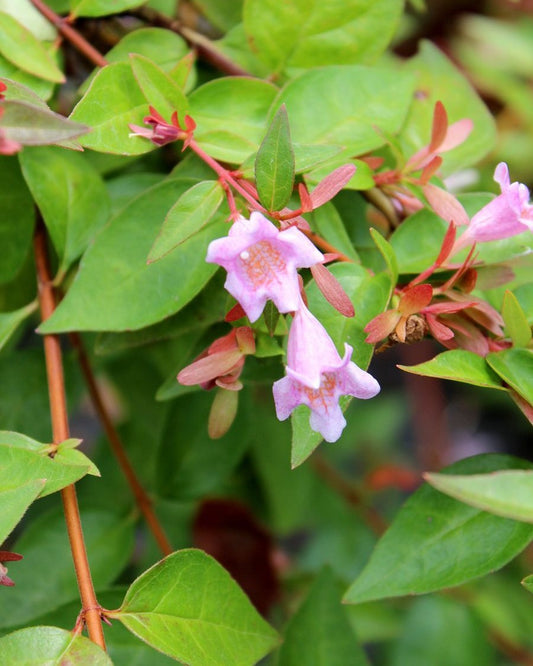 Abelie – Abelia × grandiflora 'Edward Goucher'