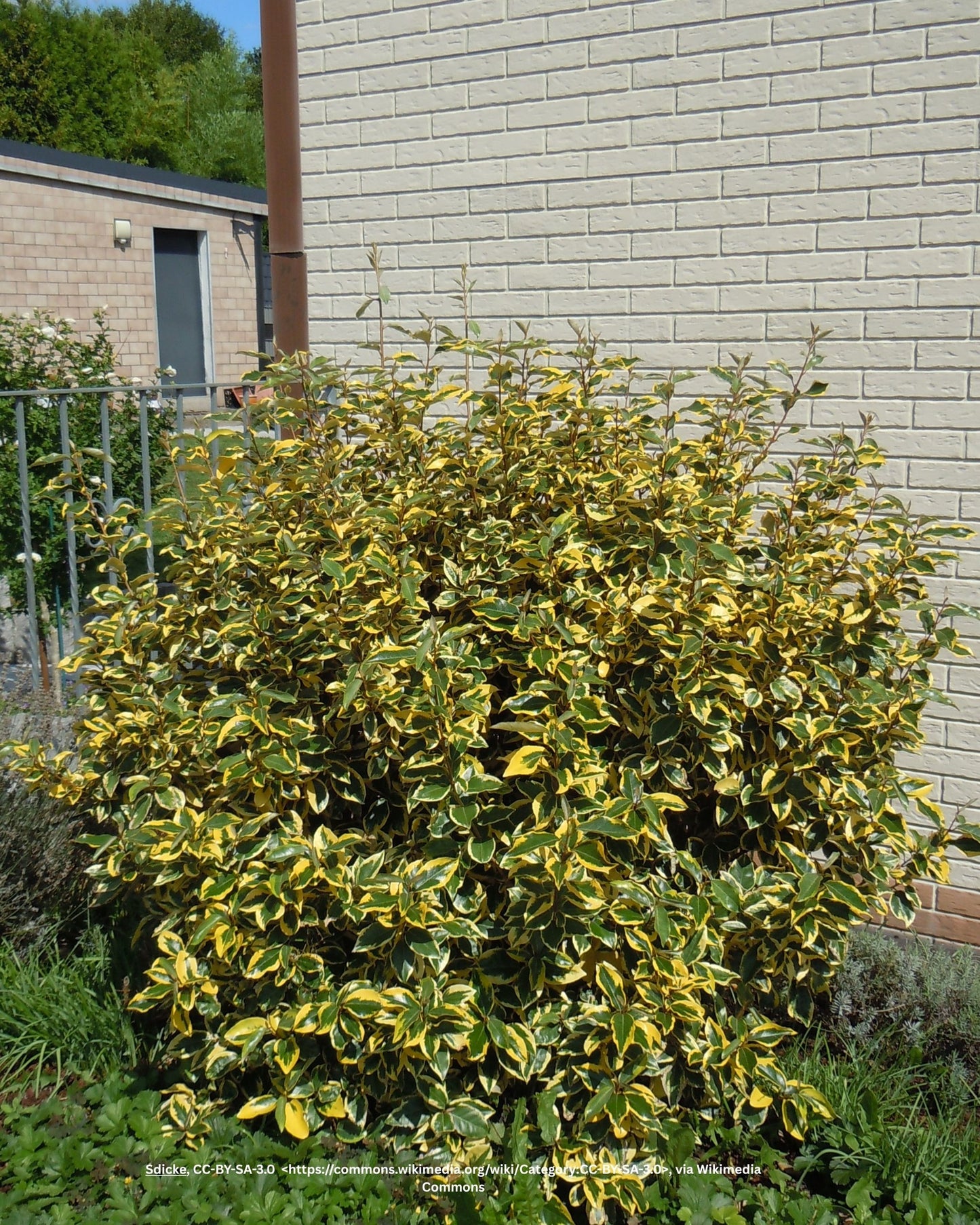Buntlaubige Ölweide – Elaeagnus pungens 'Maculata'