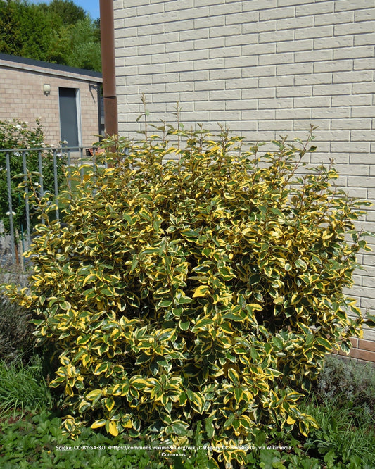 Buntlaubige Ölweide – Elaeagnus pungens 'Maculata'