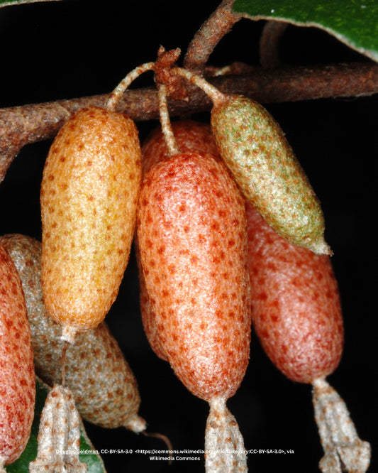 Buntlaubige Ölweide – Elaeagnus pungens 'Maculata'