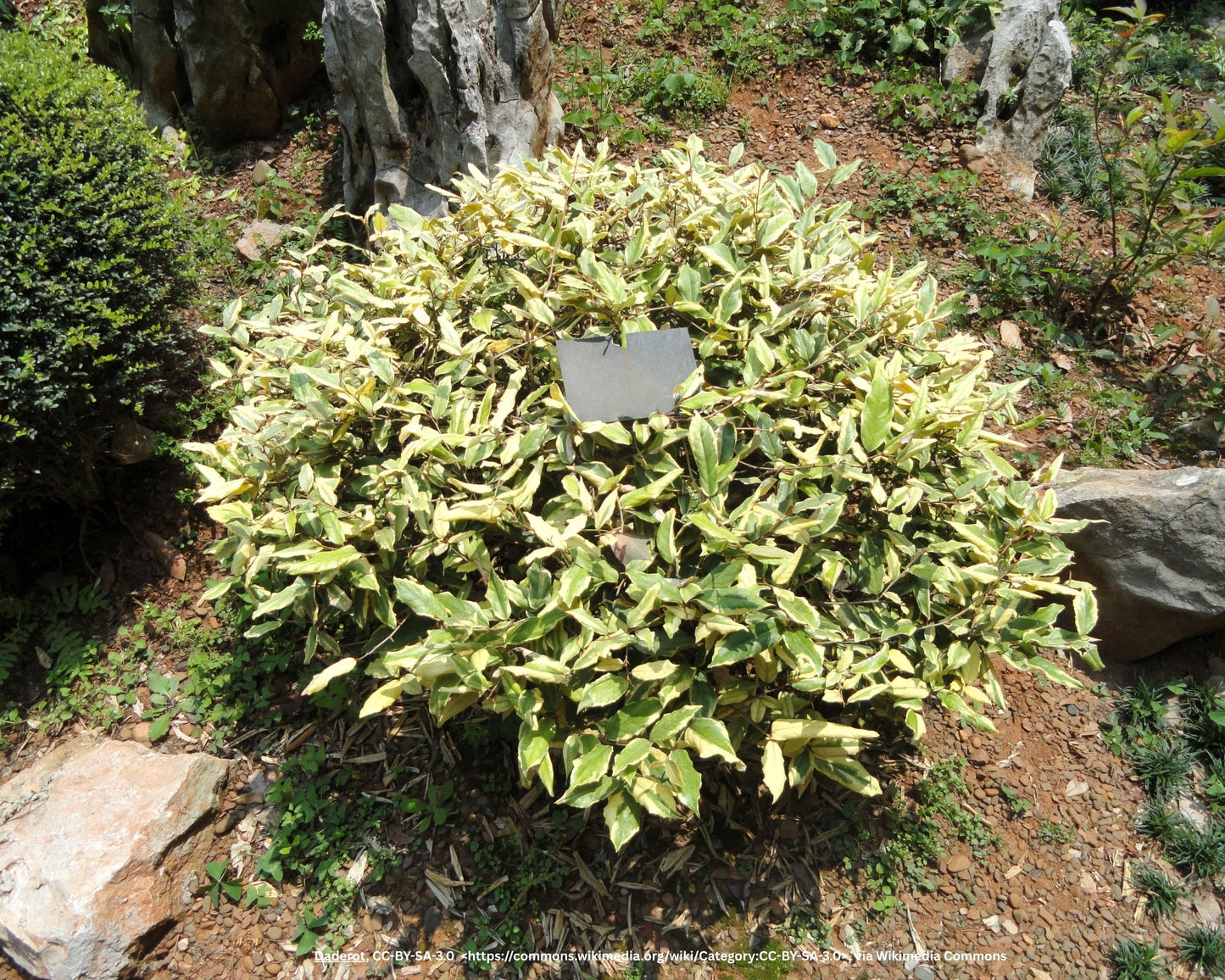 Buntlaubige Ölweide – Elaeagnus pungens 'Maculata'