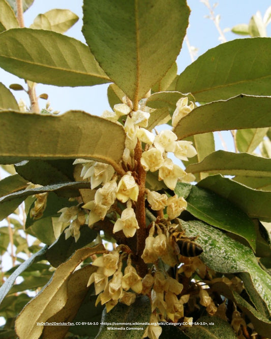 Wintergrüne Ölweide, Silberbeere (Heckenpflanze) – Elaeagnus × ebbingei