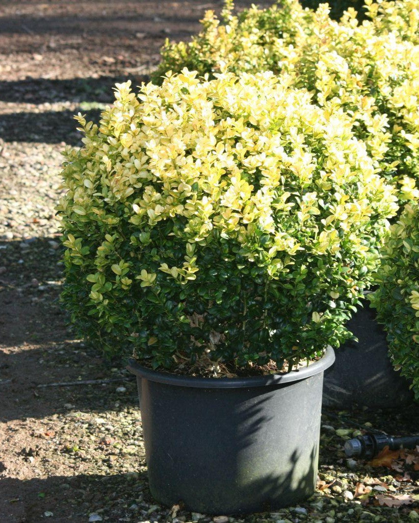 Buntlaubige Ölweide – Elaeagnus pungens 'Maculata'