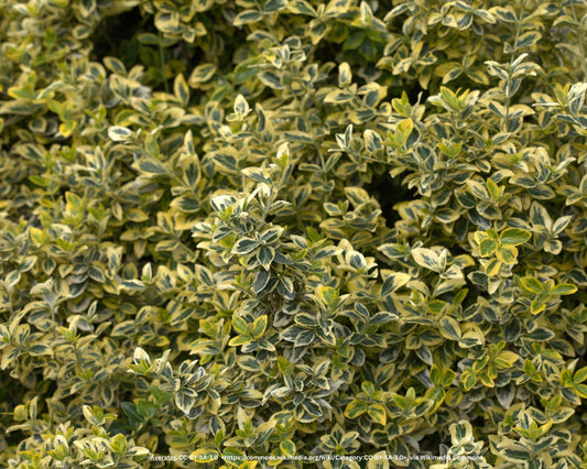 Kriechspindel – Euonymus fortunei 'Harlequin'