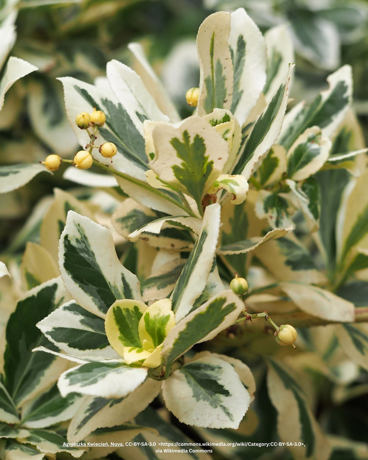 Kriechspindel – Euonymus fortunei 'Harlequin'