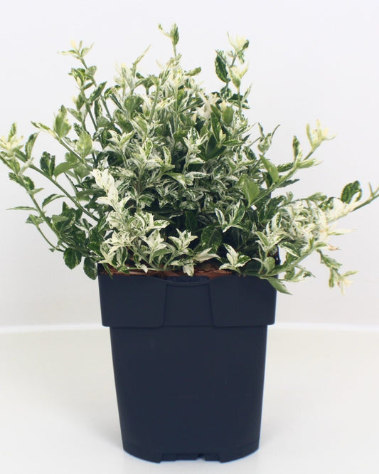 Kriechspindel – Euonymus fortunei 'Harlequin'