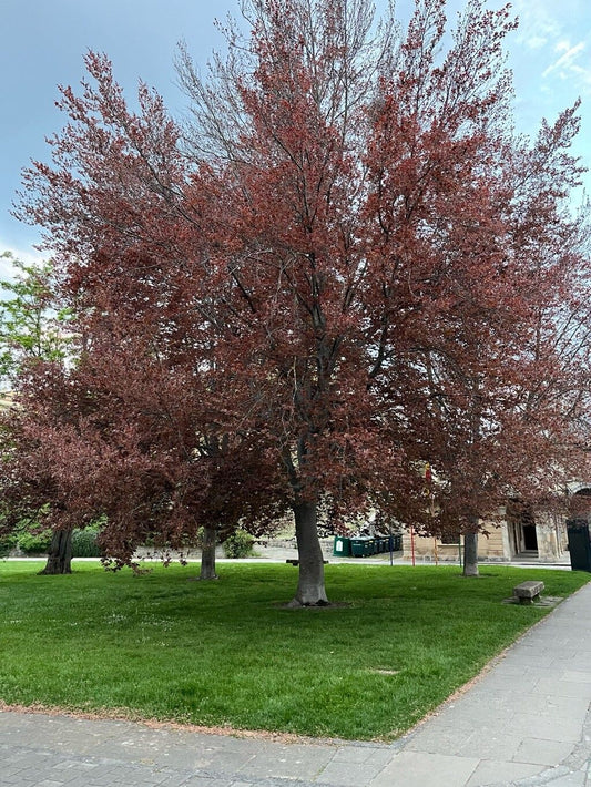 Blutbuche – Fagus sylvatica 'Atropunicea'