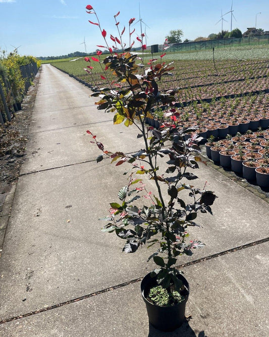 Rotbuche – Fagus sylvatica