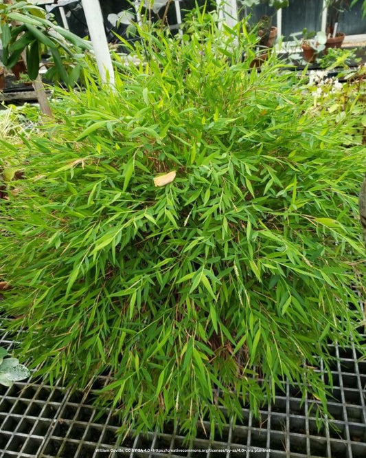 Zwerg-Schirmbambus – Fargesia murieliae 'Bimbo'
