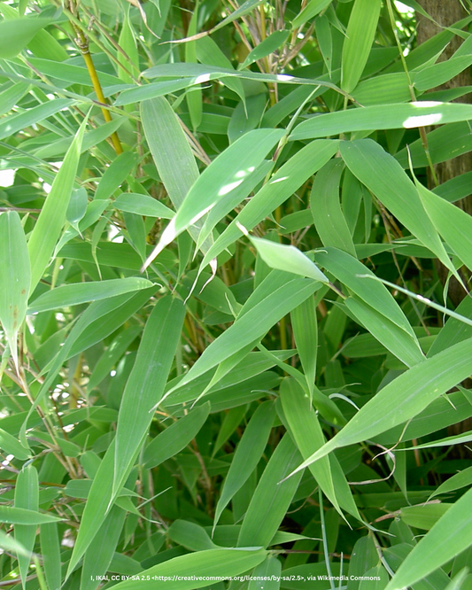 Gartenbambus – Fargesia murieliae 'Jumbo'