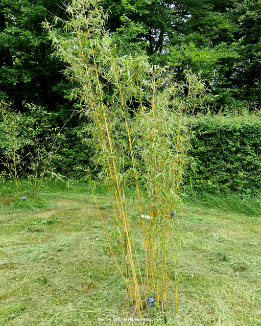 Gartenbambus – Fargesia robusta 'Campbell'