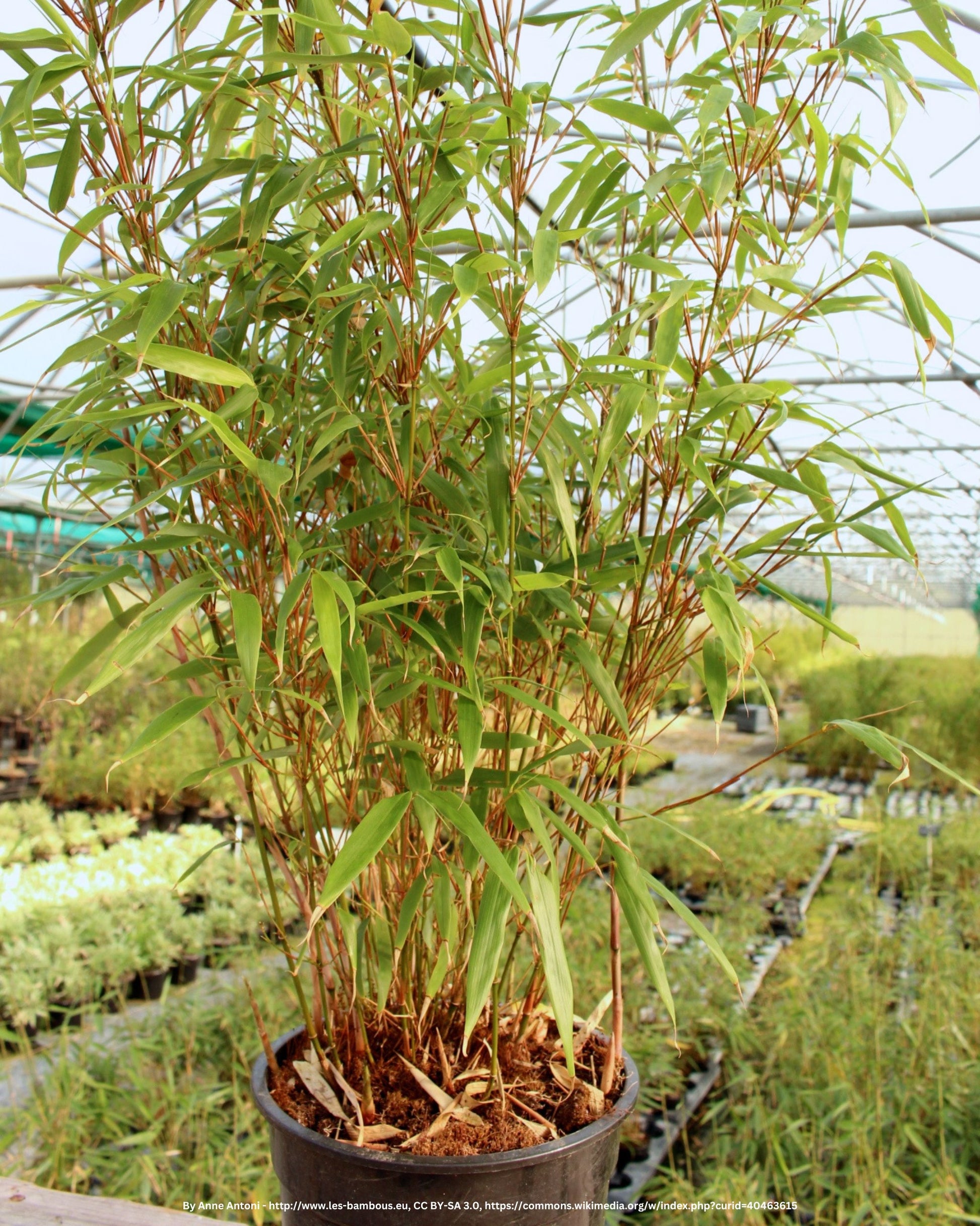 fargesia rufa standort Heckenbambus – Fargesia murieliae 'Rufa' – Heinis Baumschulen