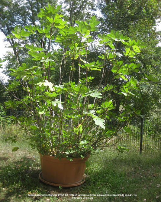 Feigenbaum – Ficus carica 'Goutte d’or'