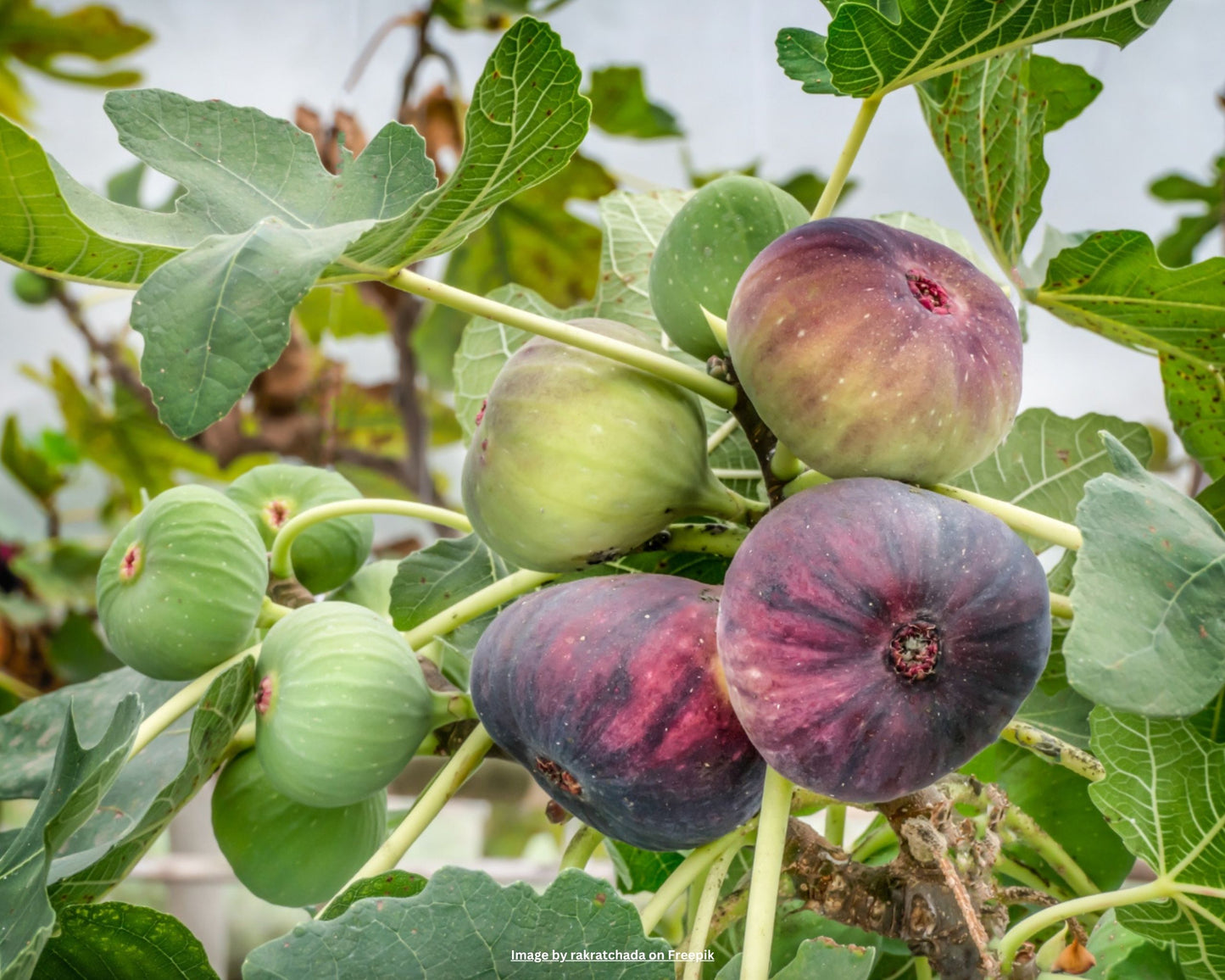 Feigenbaum – Ficus carica 'Goutte d’or'