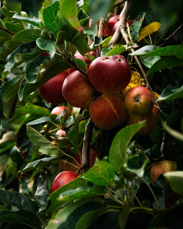 Apfelbaum – Malus domestica 'Gala'