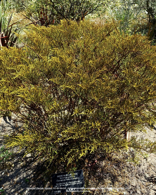 Strauchveronika – Hebe ochracea 'James Stirling'