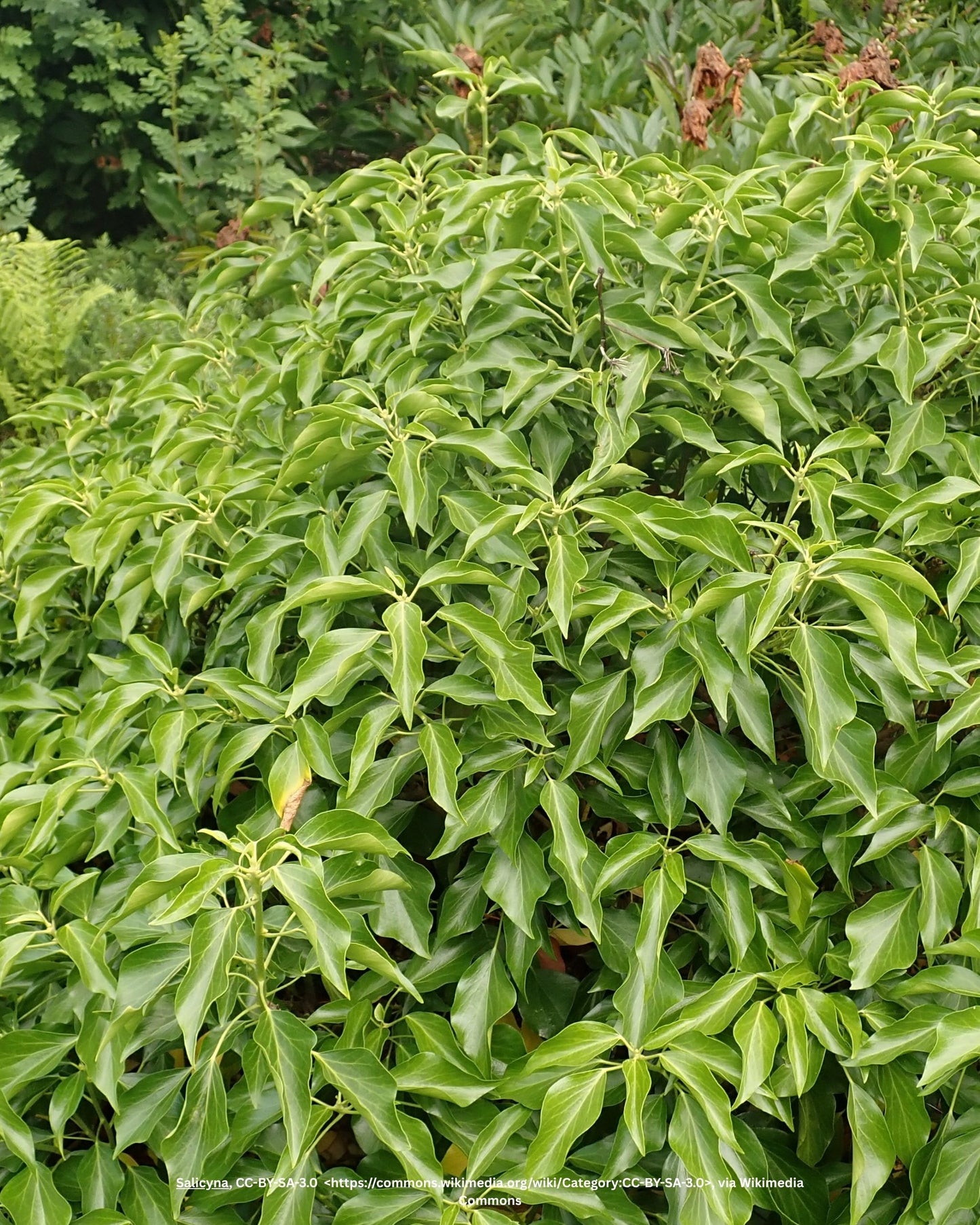 Strauchefeu – Hedera helix 'Arborescens'