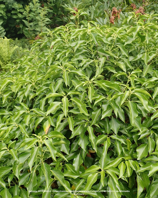Strauchefeu – Hedera helix 'Arborescens'