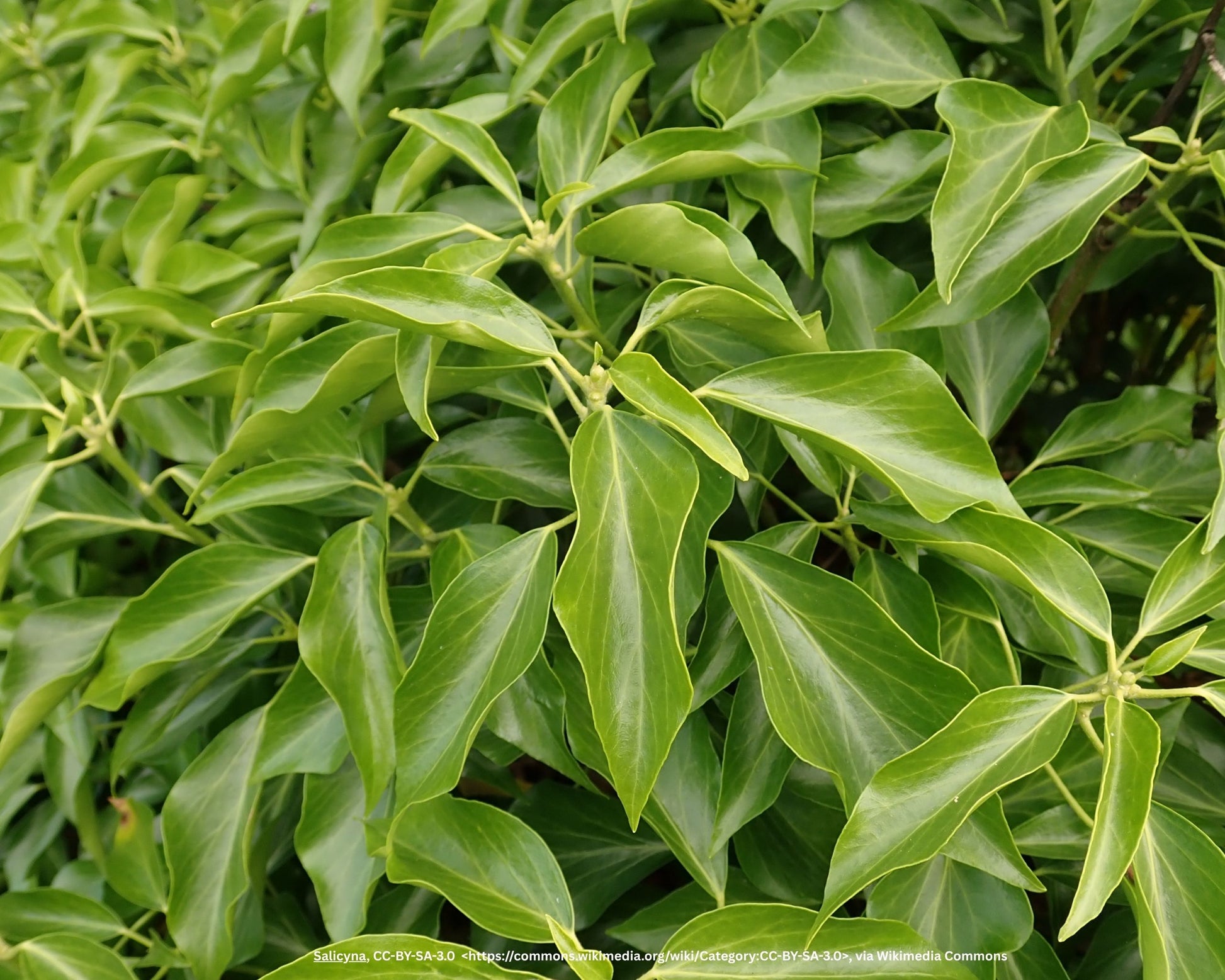 Strauchefeu – Hedera helix 'Arborescens' – Heinis Baumschulen