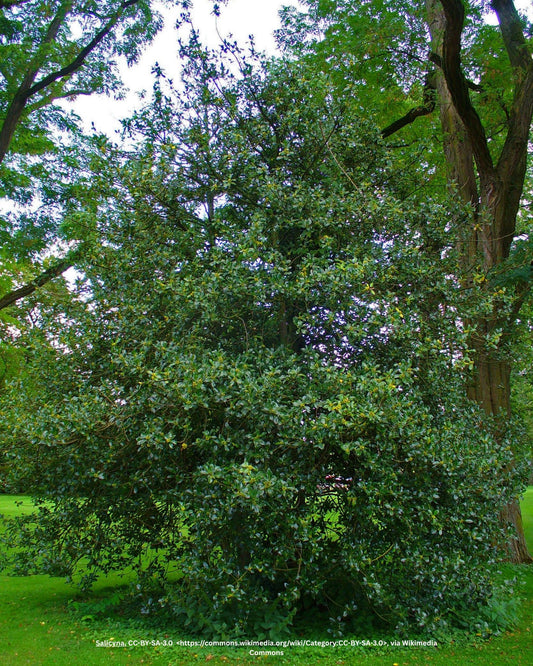 Fruchtende Stechpalme – Ilex aquifolium 'J.C. van Tol'