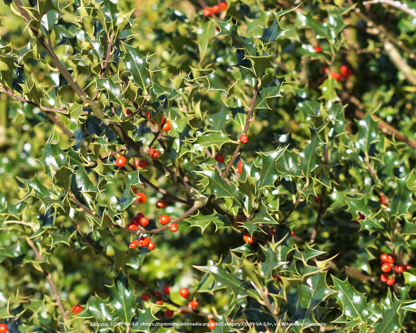 Fruchtende Stechpalme – Ilex aquifolium 'J.C. van Tol'