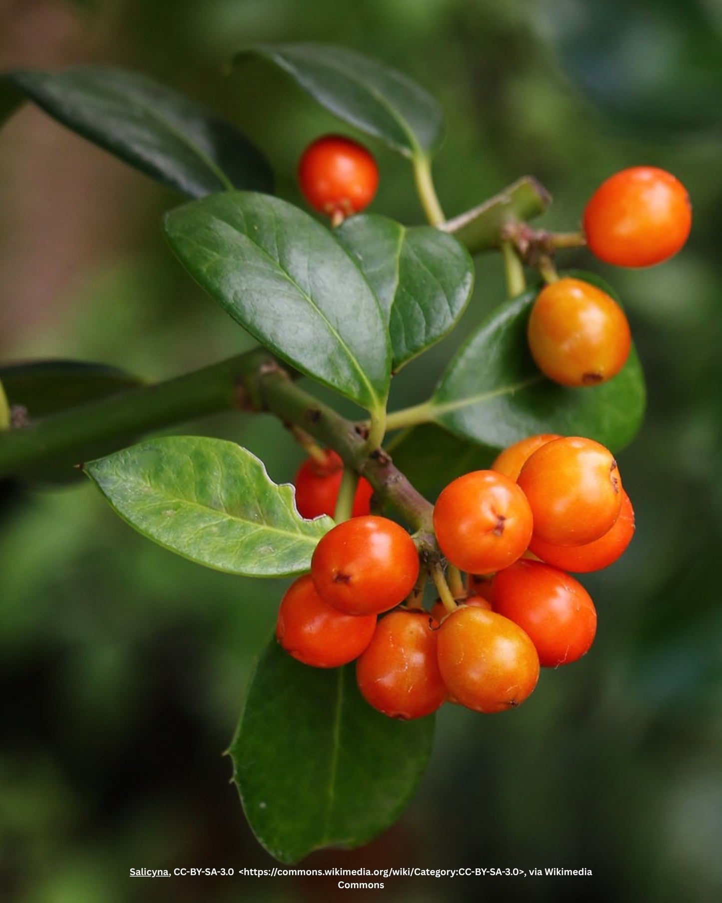 Fruchtende Stechpalme – Ilex aquifolium 'J.C. van Tol'