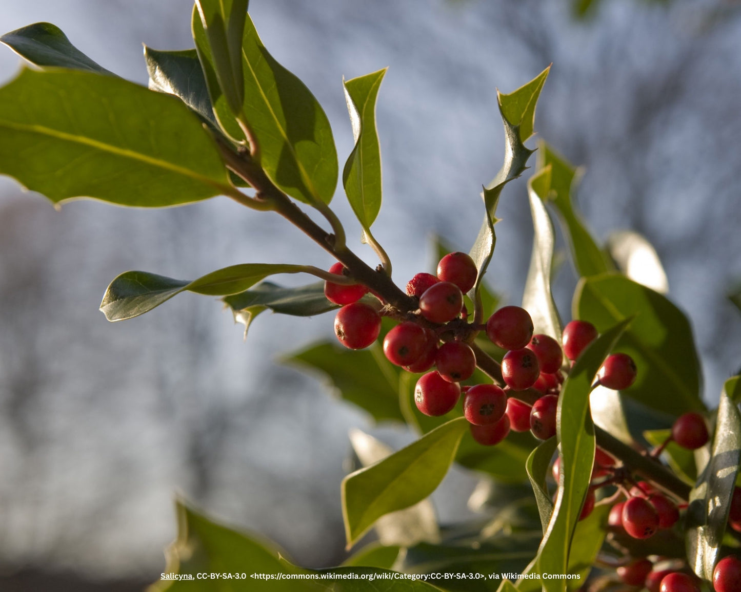Fruchtende Stechpalme – Ilex aquifolium 'J.C. van Tol'