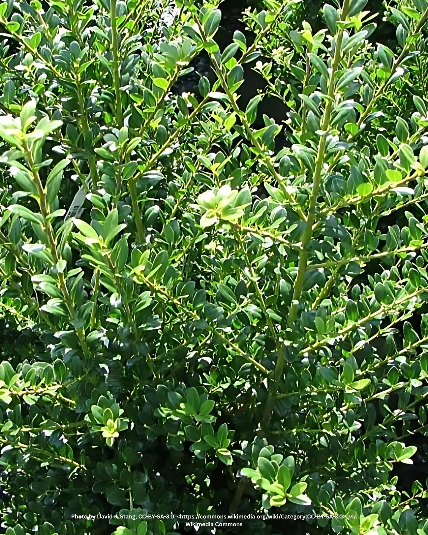 Säulen-Berg-Ilex – Ilex crenata 'Fastigiata'