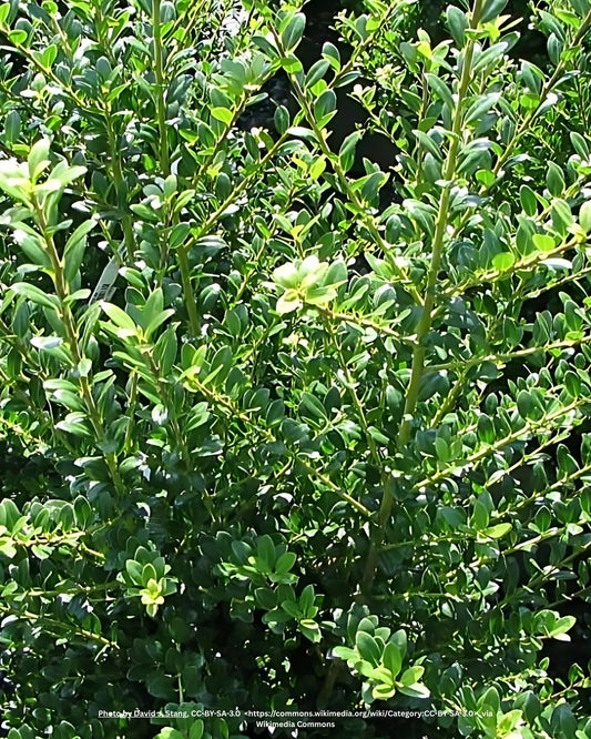 Säulen-Berg-Ilex – Ilex crenata 'Fastigiata'
