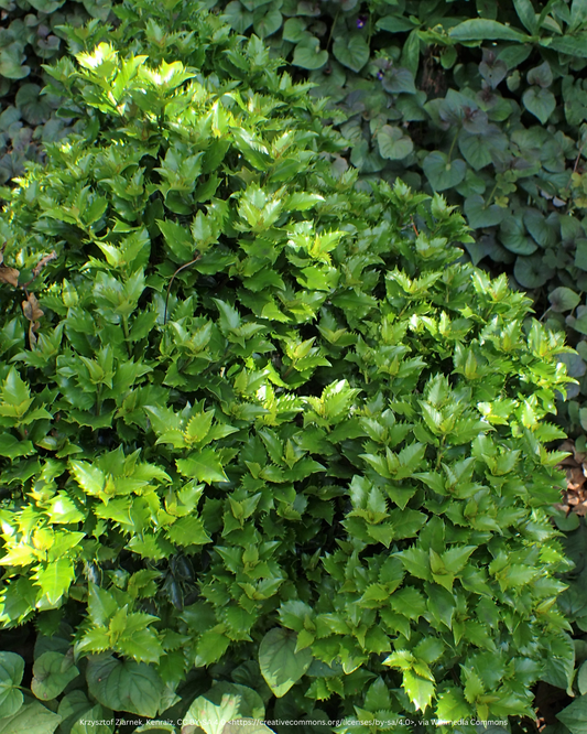 Stechpalme – Ilex × meserveae 'Blue Prince'