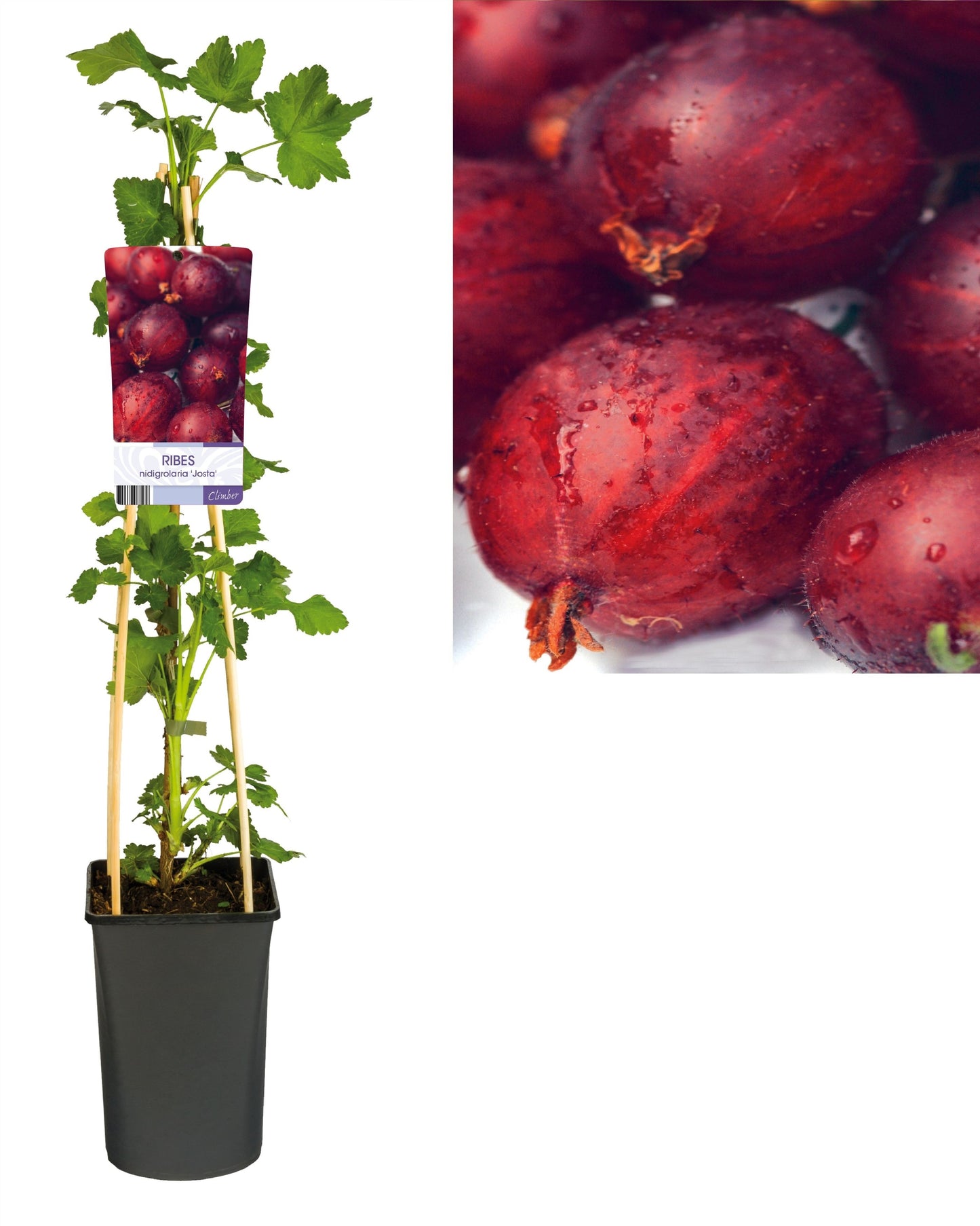 Jostabeere – Ribes × nidigrolaria