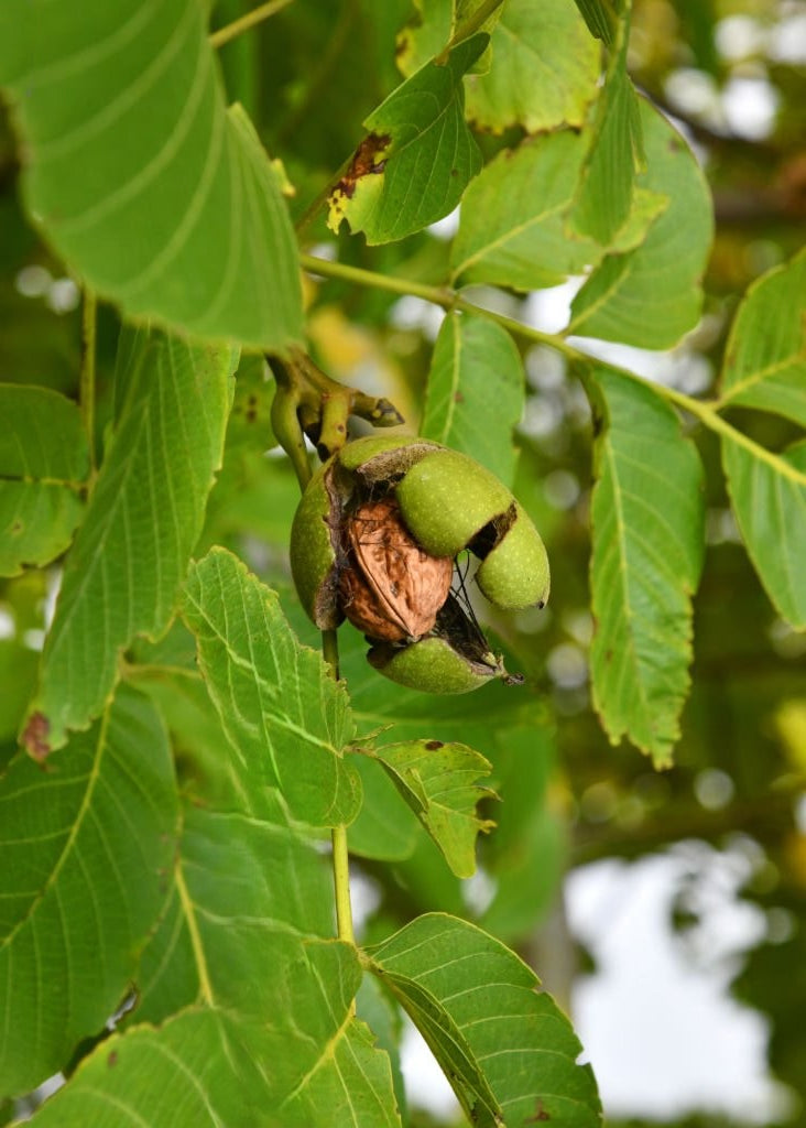 Walnussbaum – Juglans regia 'Geisenheim Nr. 139'