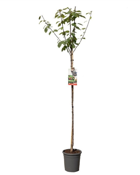 Kirschbaum – Prunus avium 'Regina'