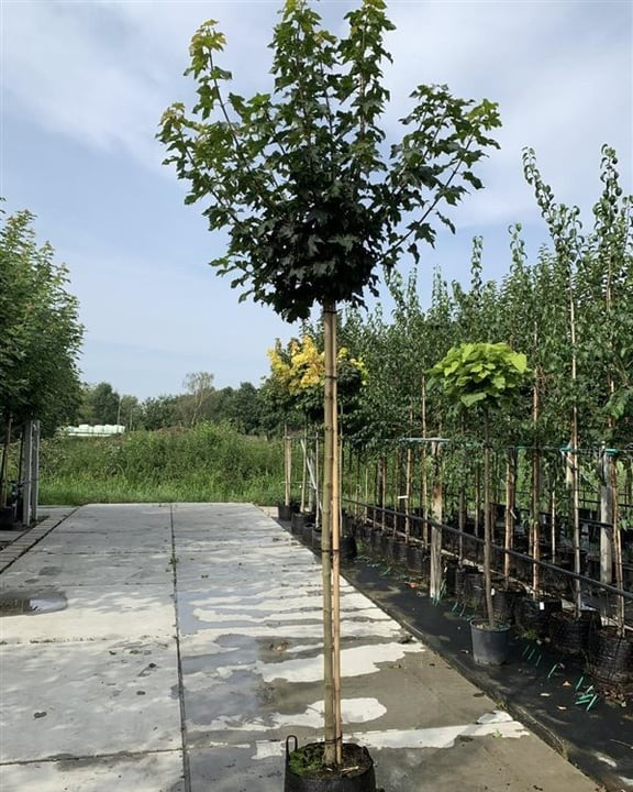 Kugelahorn – Acer platanoides 'Globosum'