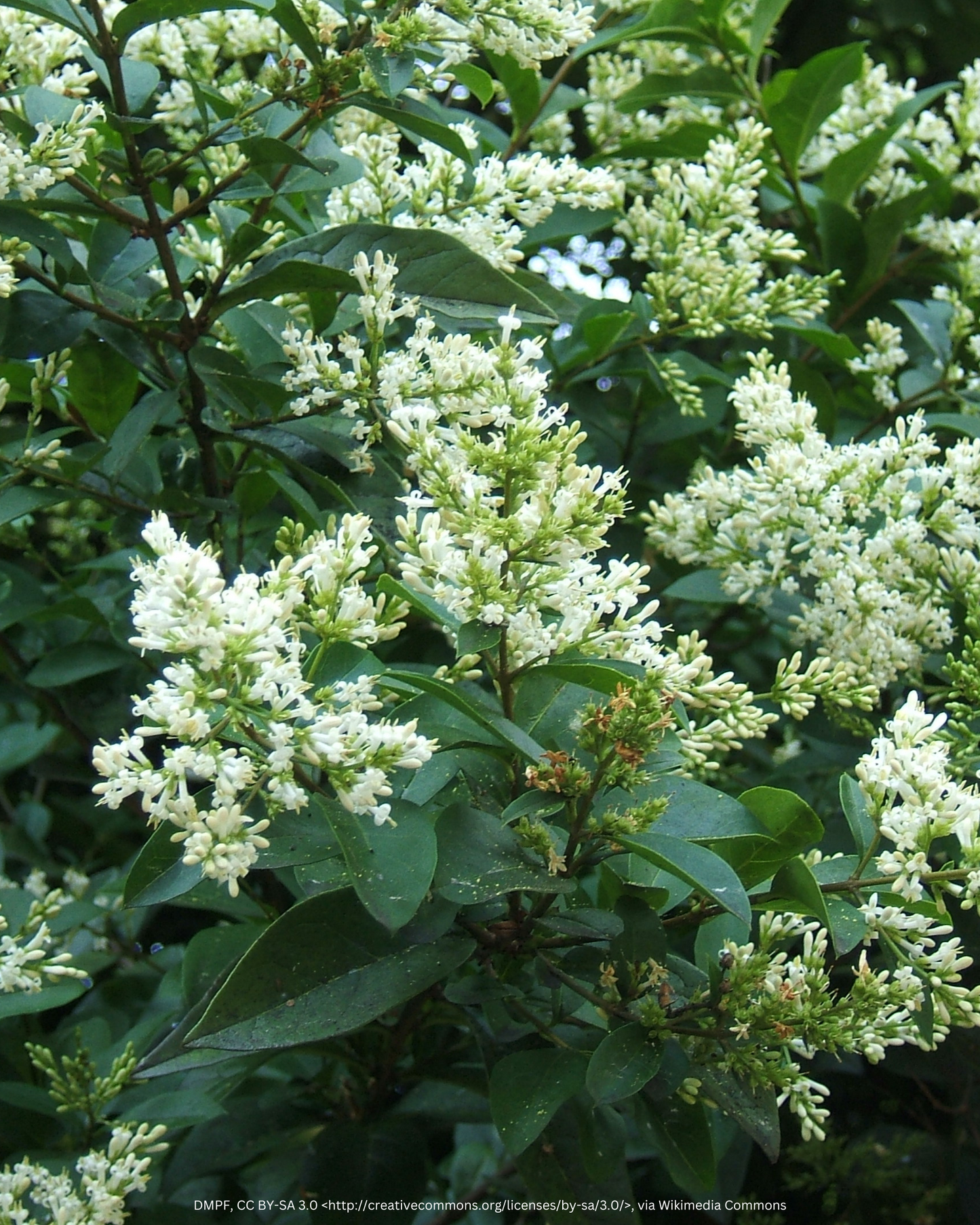 Ovalblättriger Liguster – Ligustrum ovalifolium