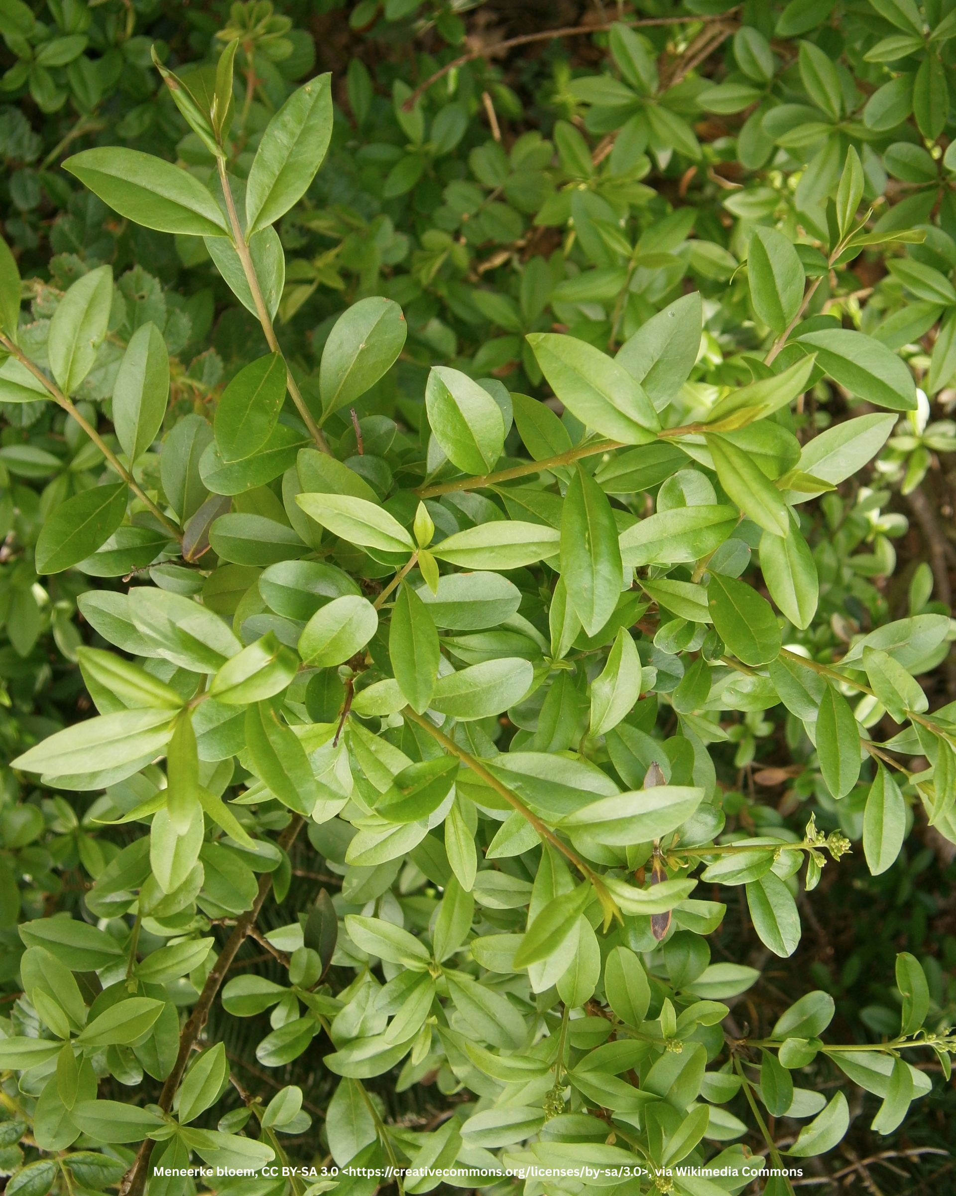 Schwarzgrüner Liguster – Ligustrum vulgare 'Atrovirens' – Heinis Baumschulen