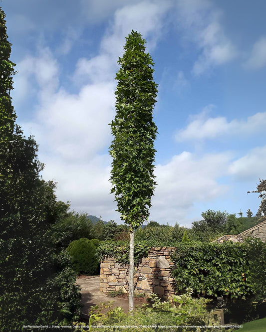 Säulen-Amberbaum – Liquidambar styraciflua 'Slender Silhouette'