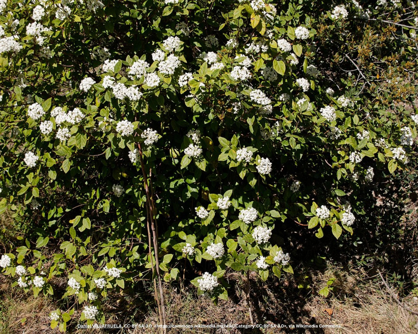 Lorbeer-Schneeball – Viburnum tinus L.