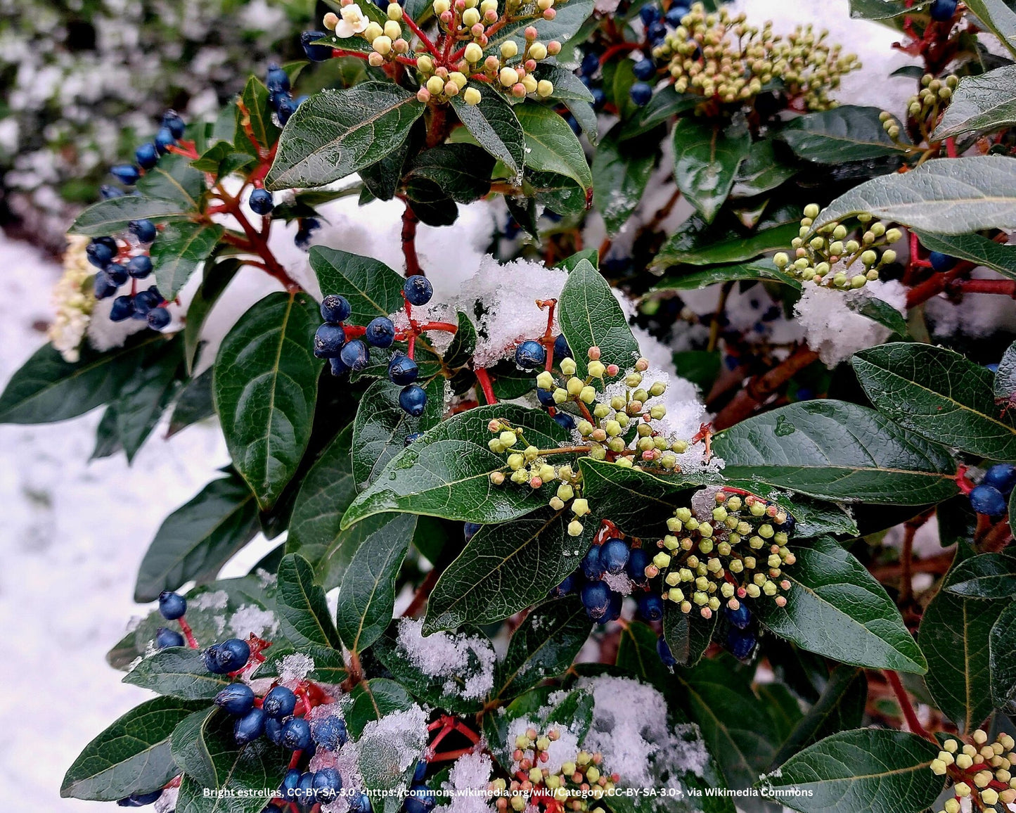 Lorbeer-Schneeball – Viburnum tinus L.