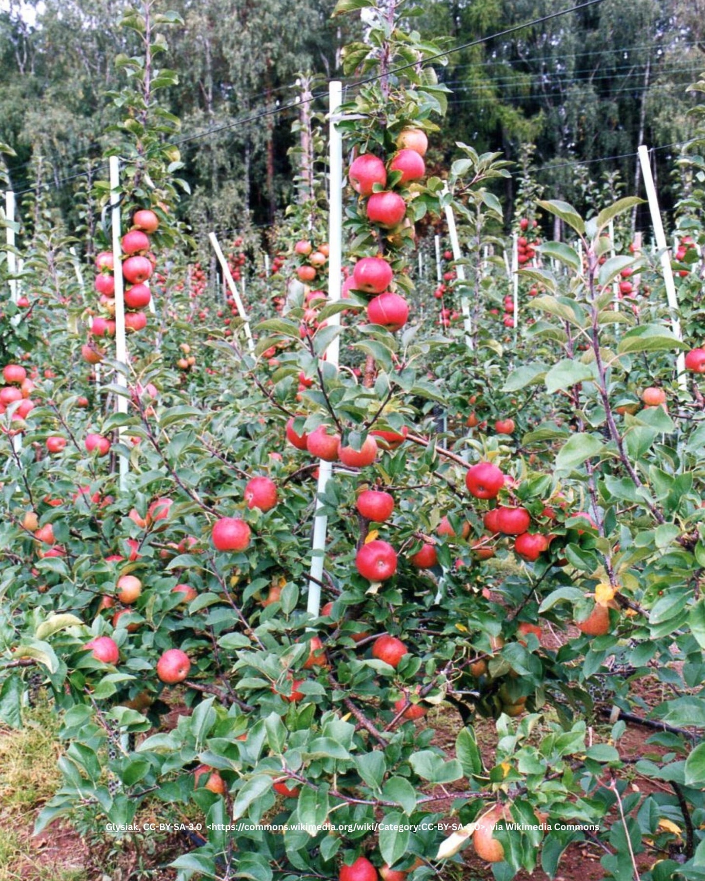 Apfelbaum – Malus domestica 'Topaz'