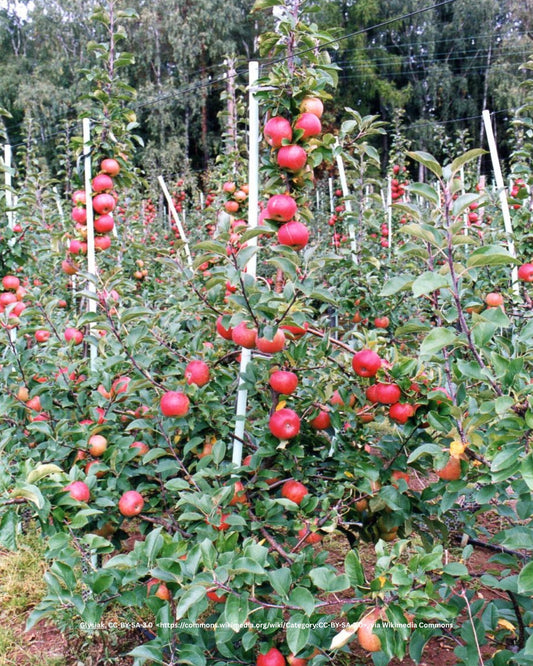 Apfelbaum – Malus domestica 'Topaz'